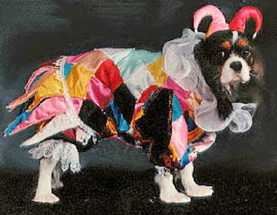 dog dressed as court jester clown