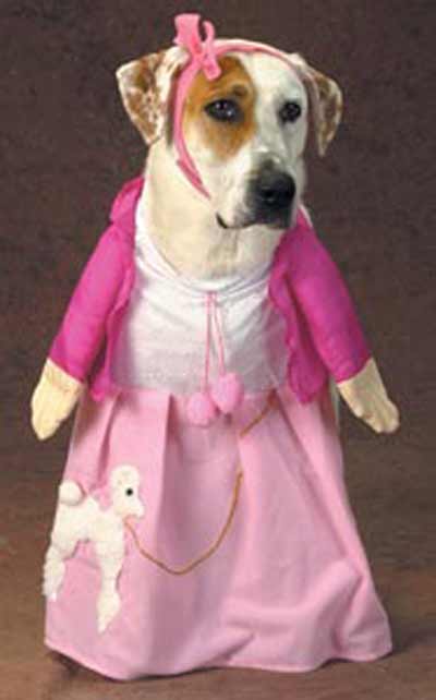 dog dressed in poodle skirt