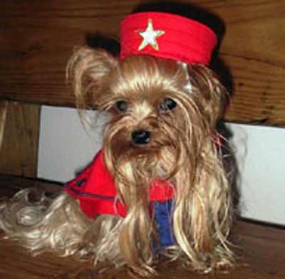 dog in red star