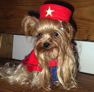 dog in red star