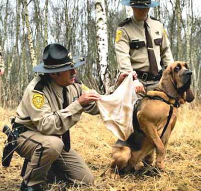 SEarch dog smelling soiled underwear
