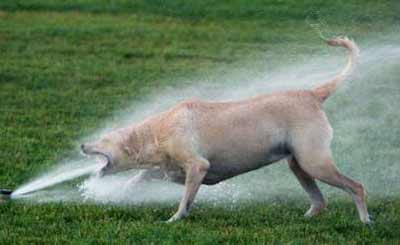 dog barking at lawn sprinkler