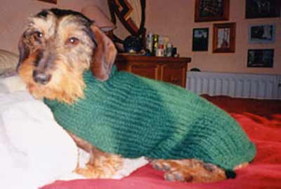 dog in sweater