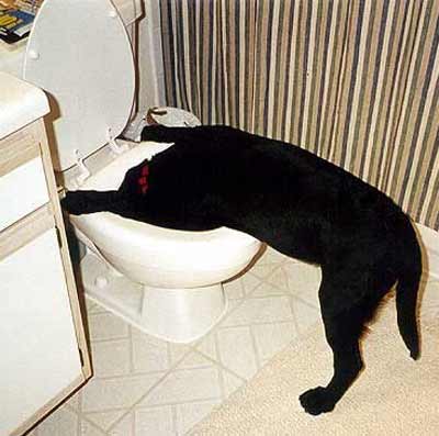 dog drinking from toilet bowl