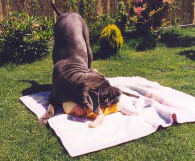 dog and baby