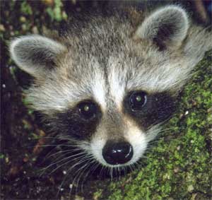Baby Raccoon photo courtesy of Karen Bailey