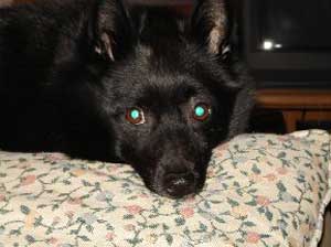 Bailey the schipperke