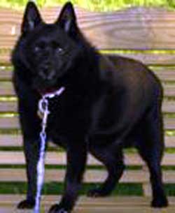 Bailey the Schipperke