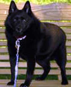 Bailey the Schipperke 