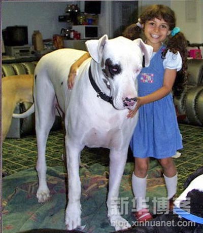 Picture of very big dog
