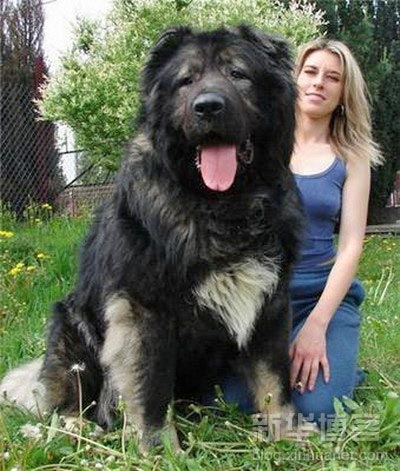 Picture of very big dog