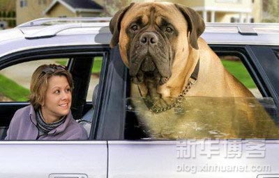 Picture of very big dog