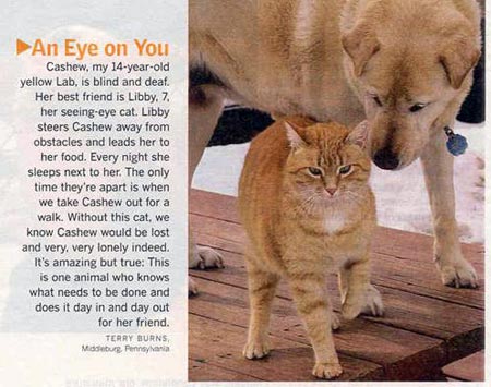 Blind dog with seeing-eye cat
