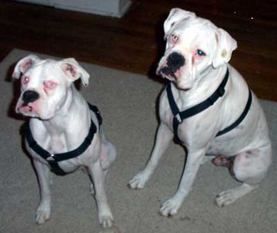 Marci and Dempsey - albino boxers