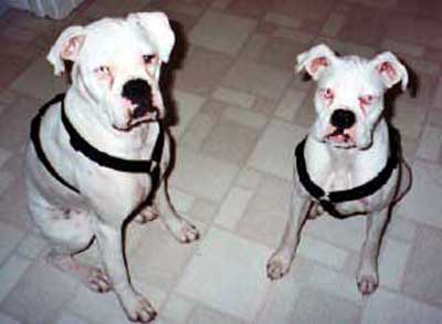 Rescued Boxer dogs