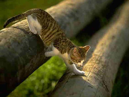 cat jumping log