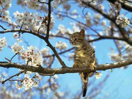 cat in tree
