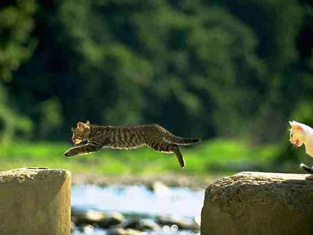 kittens jumping