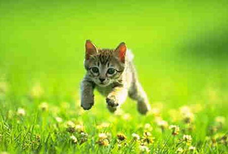 Kitten cat running through field