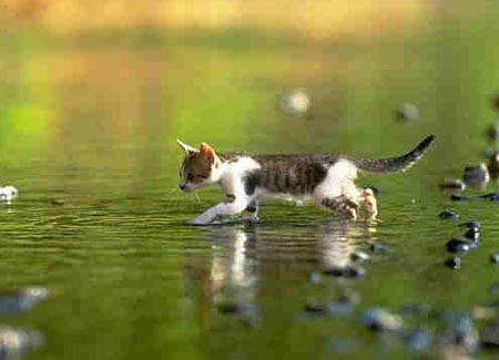 cat crossing water