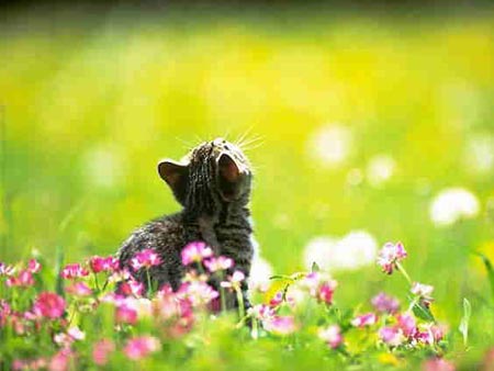 cat kitten yawn