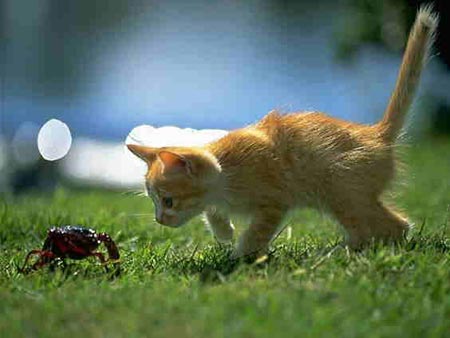 kitten and crab
