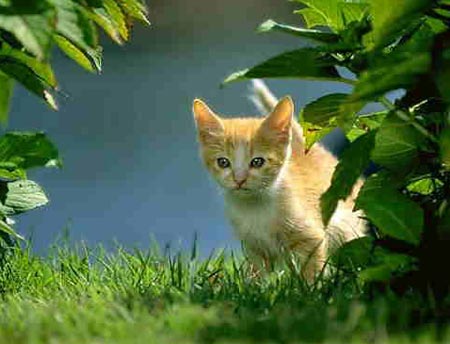 kitten discovering trees