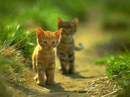 Kitten friends