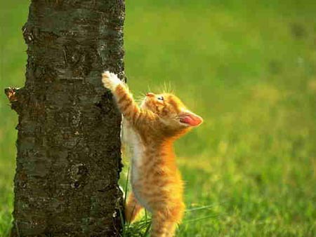 kitten climbing tree