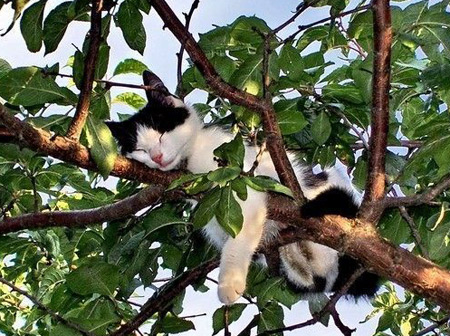 Cat sleeping in tree