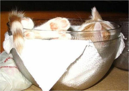 Cat sleeping in bowl