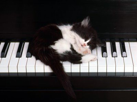 Cat sleeping on piano