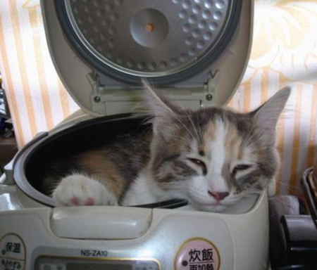 Cat sleeping in radio