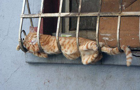 Cat sleeping in strange place
