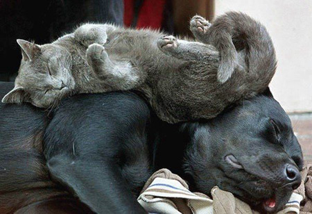 Cat sleeping on sleeping dog