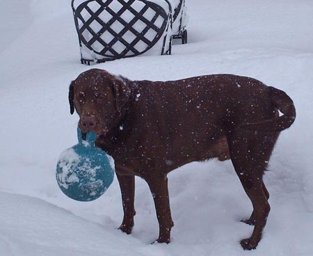 Chocolate Lab Recon in the snow