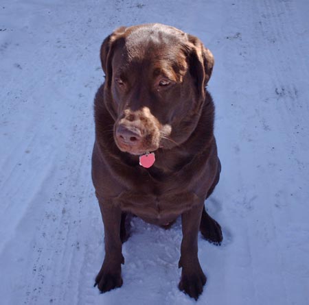 Chocolate Lab Recon