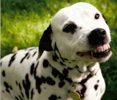 Cassie with a classic Dalmatian smile