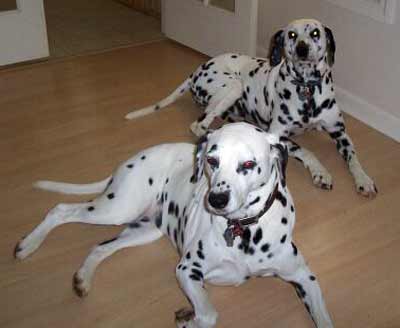 Dalmatians Kinsey and Cleo