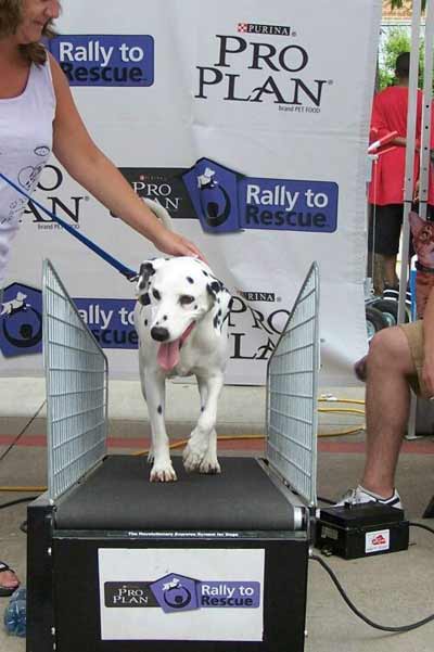 Dalmatian Lewis on a treadmill