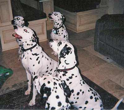 Not quite 101 Dalmatians - waiting for a treat - french fries!