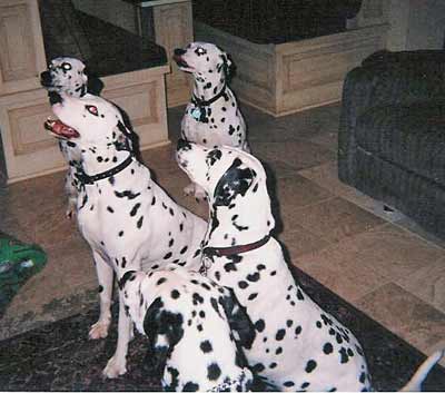Not quite 101 Dalmatians - waiting for a treat - french fries!