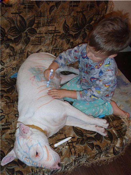 Kid drawing on pit bull dog