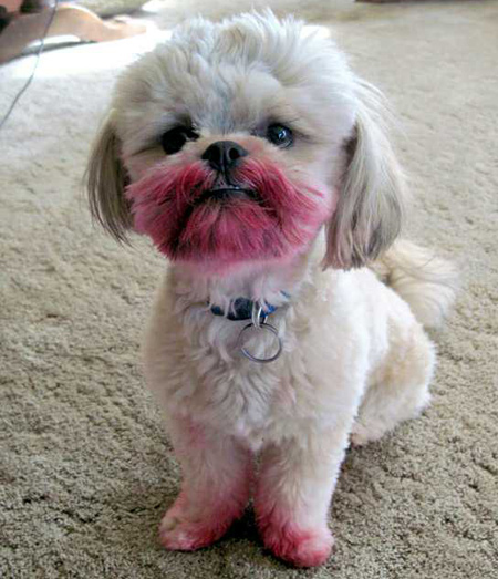 Puppy with lipstick