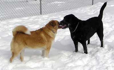 Buddy and Hogan greeting each other