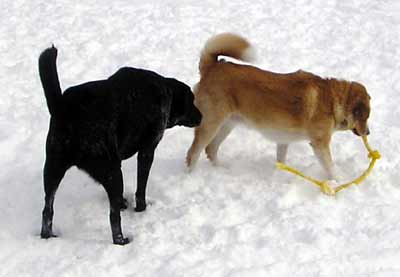 Buddy and Hogan with rope