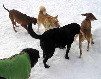 Dogs at dog park smelling each other