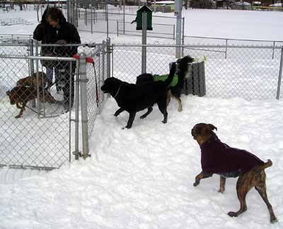 New arrivals at the dog park