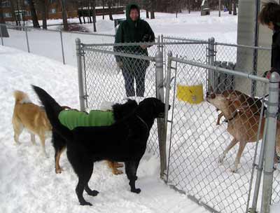 Dog park new arrivals