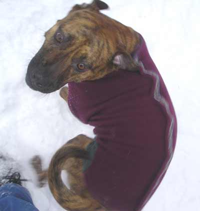 Spike the dog with purple doggie coat